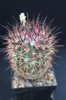 Echinomastus erectocentrus v. acunensis CR 137.jpg